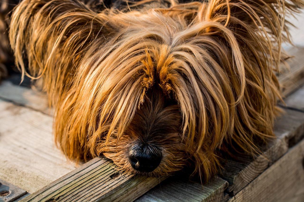 Comment choisir un chien