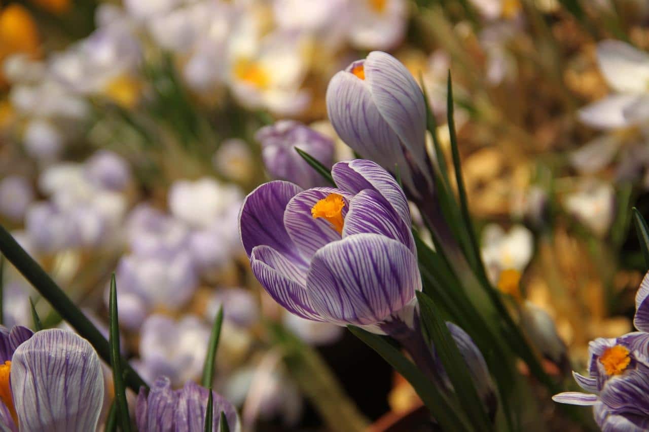 Tulipes - le symbole du 8 mars