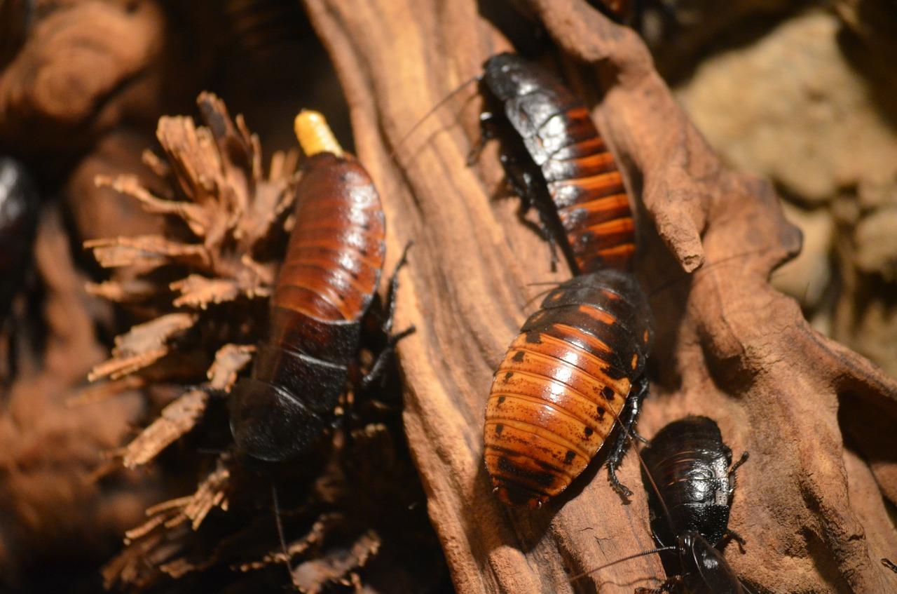 Photo de grosses cafards américains