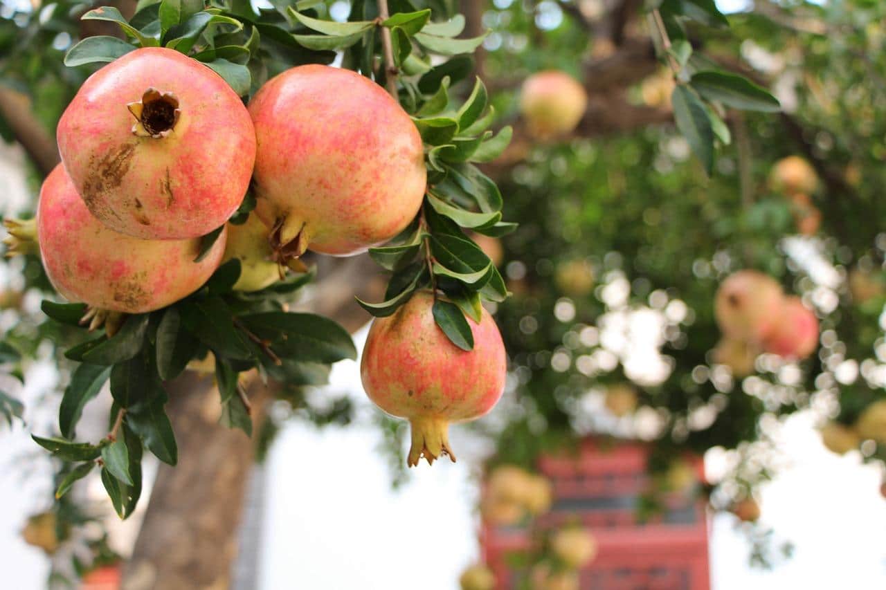 Grenadier aux fruits