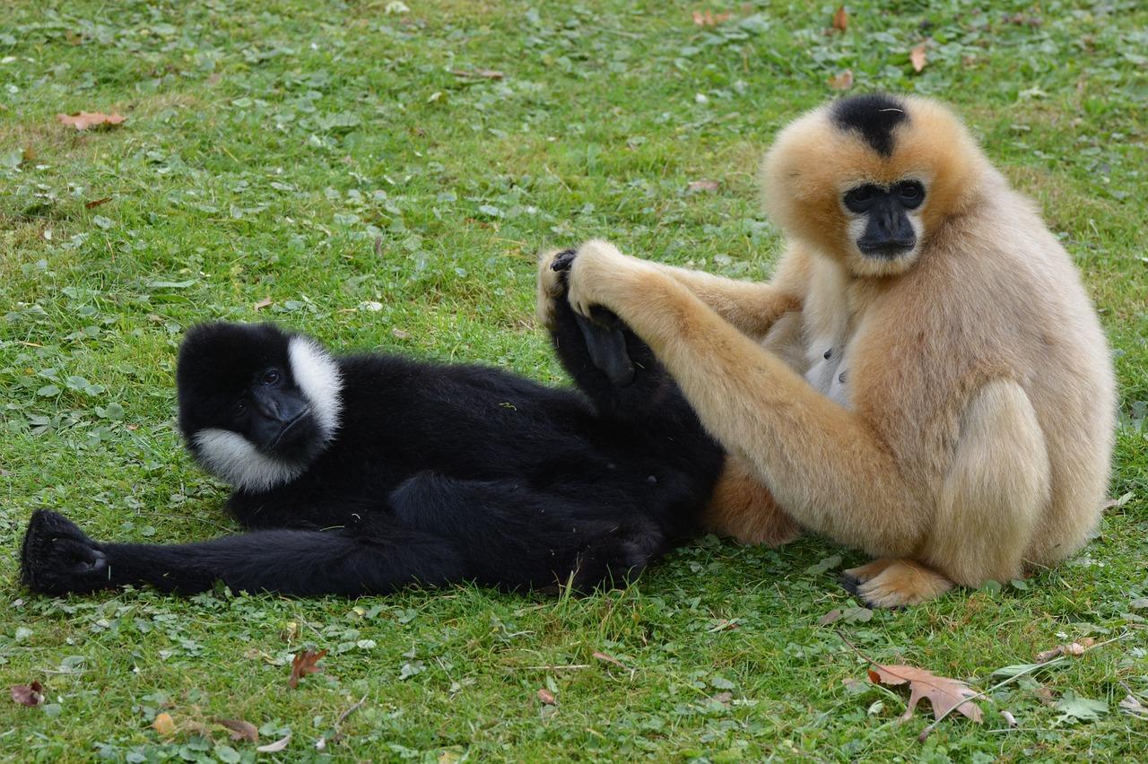 Les singes peignent les puces