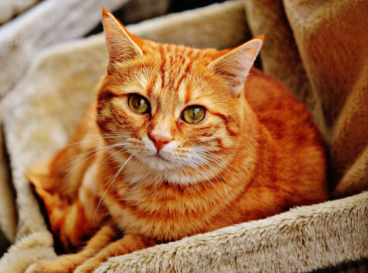 Beau chat gingembre