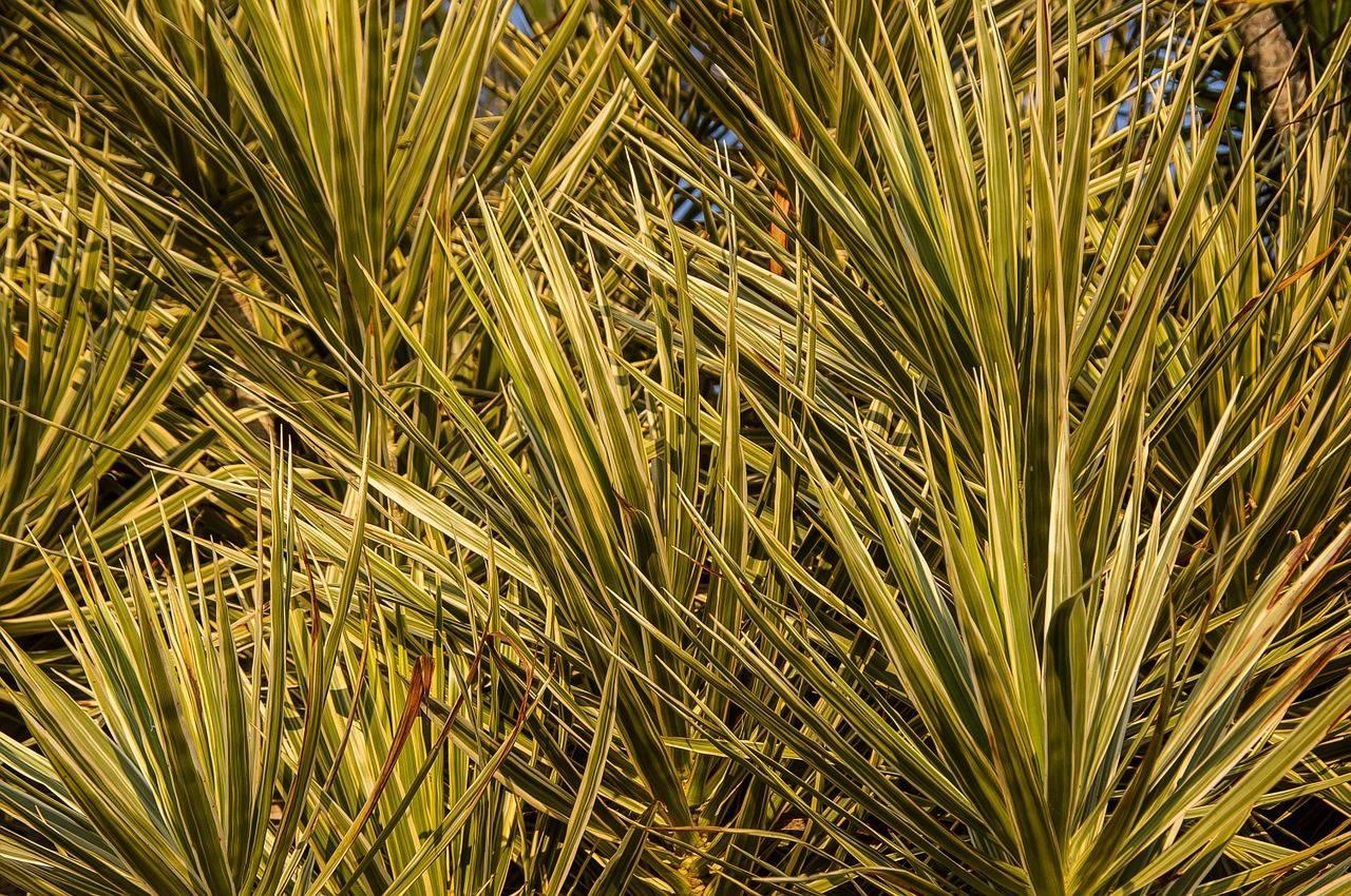 Prendre soin de Dracaena à la maison