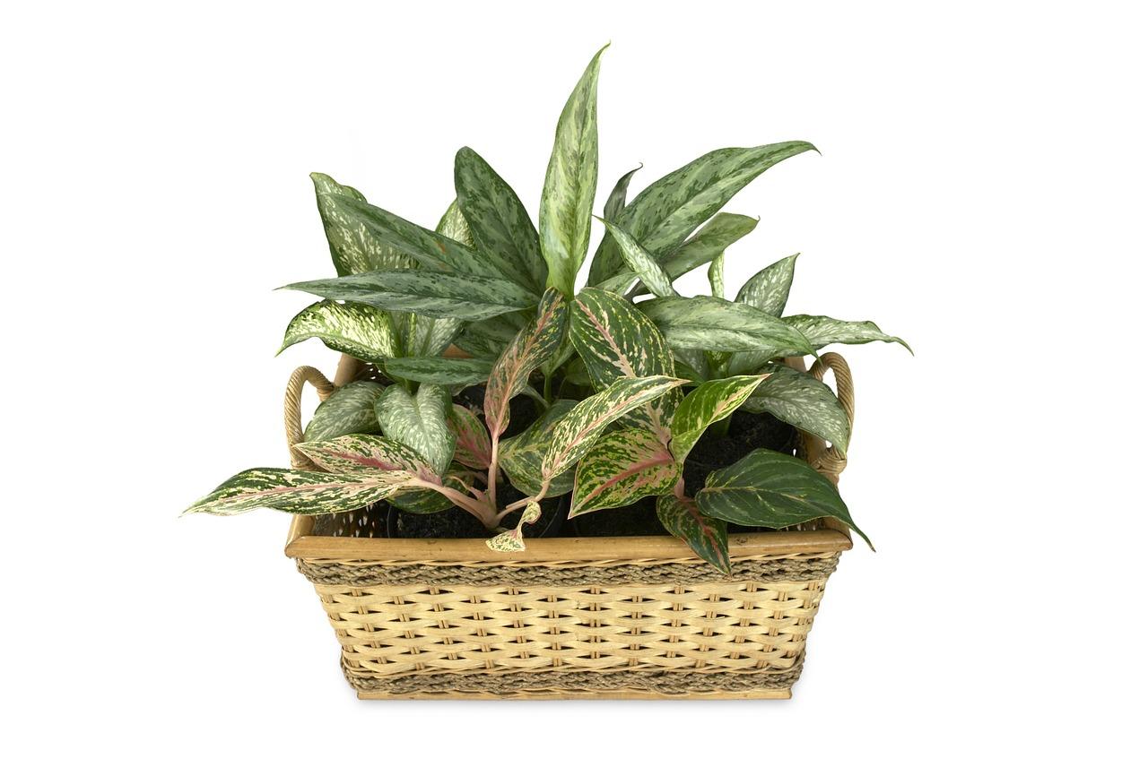 Soins à domicile pour dieffenbachia
