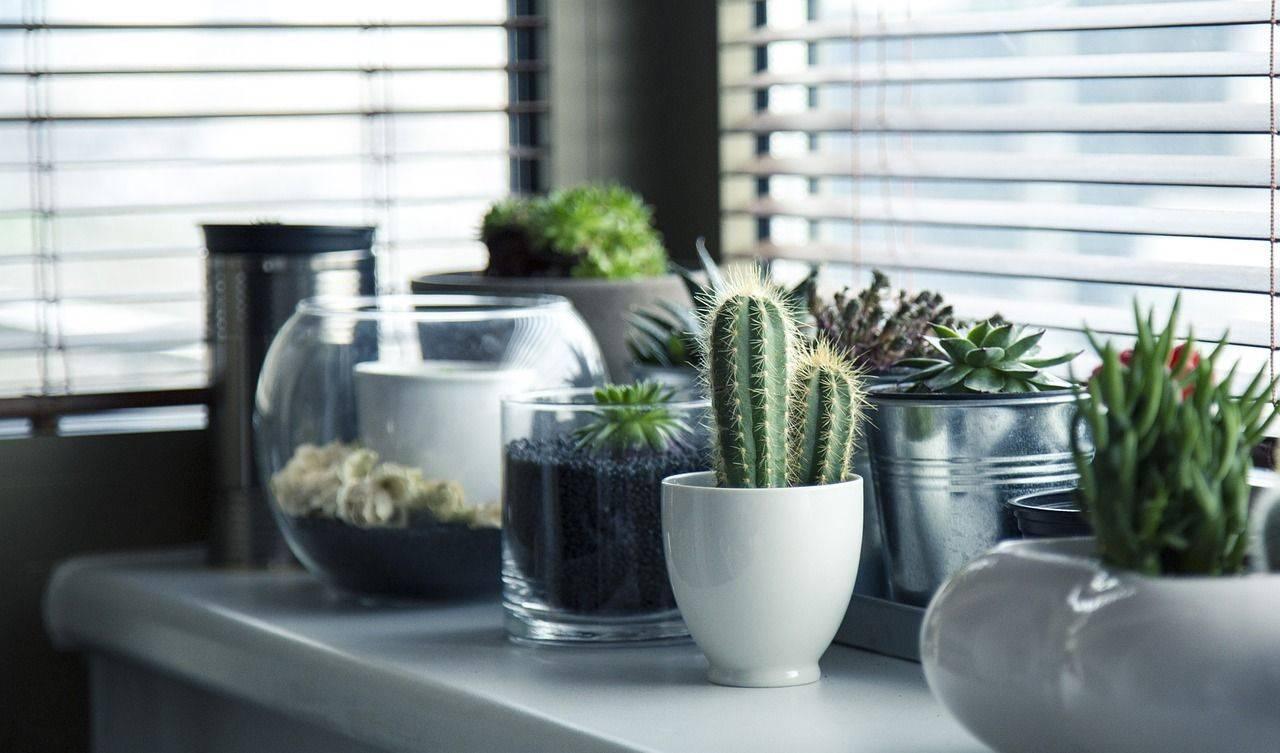 Espèces de cactus