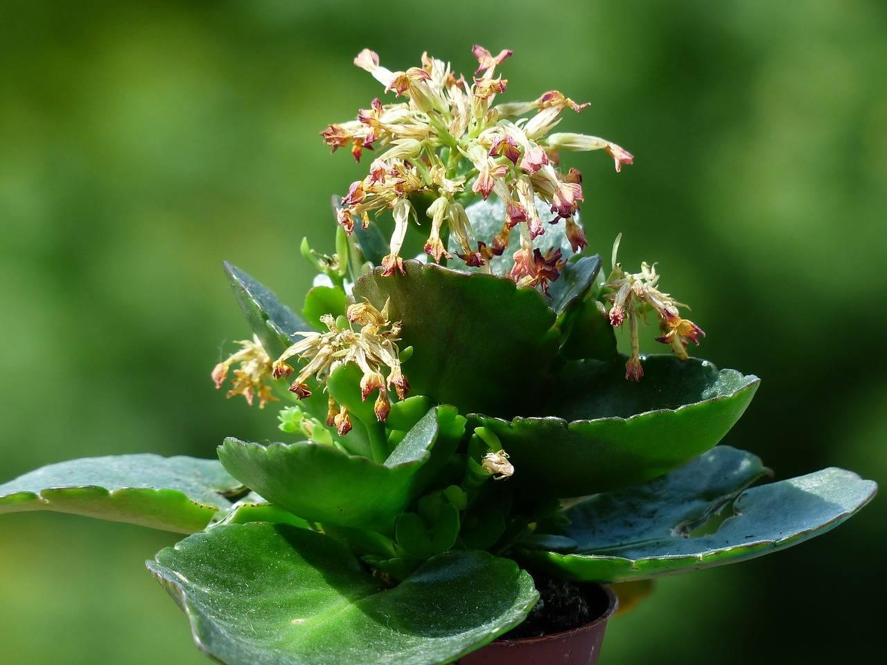 Soins Kalanchoe à la maison