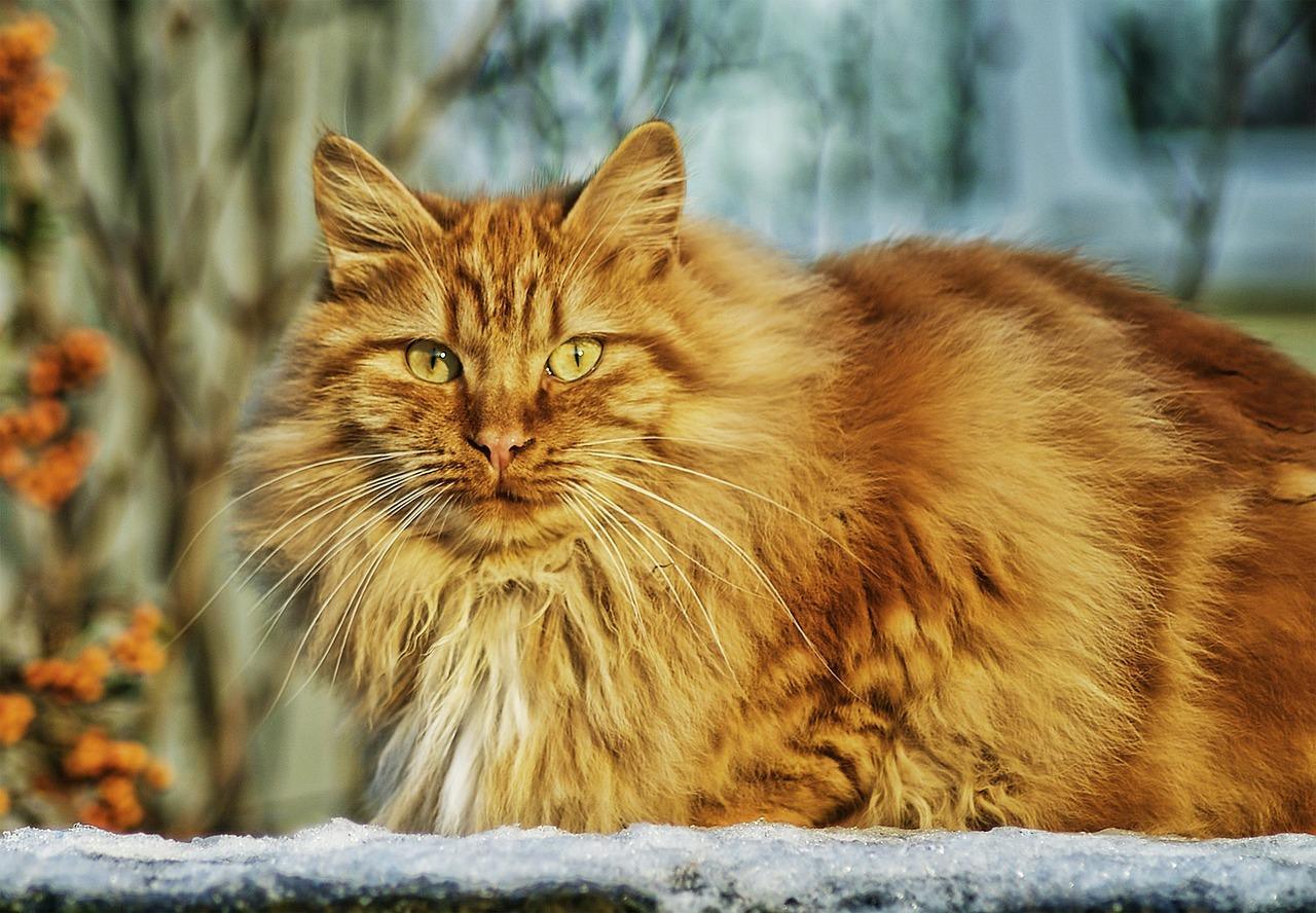 Pourquoi les chats et les chats ont-ils peur des concombres?