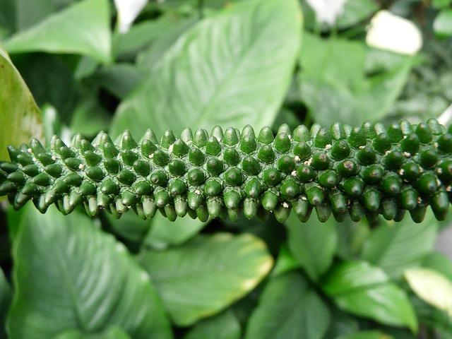 لا يتحول الإزهار Spathiphyllum إلى اللون الأبيض