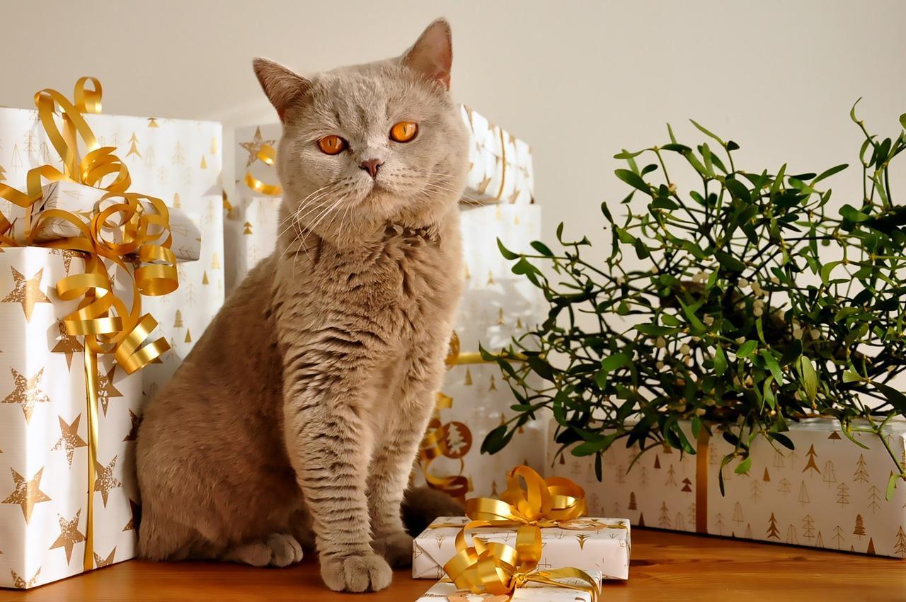 Que donner à la soeur pour l'anniversaire et le nouvel an