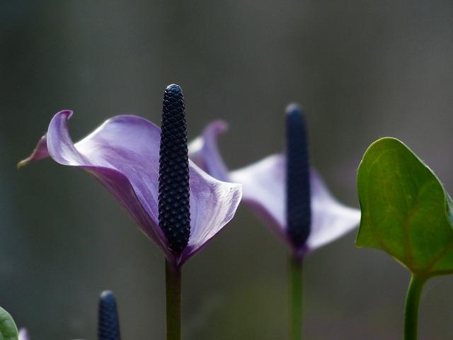 الأرجواني spathiphyllum الإزهار