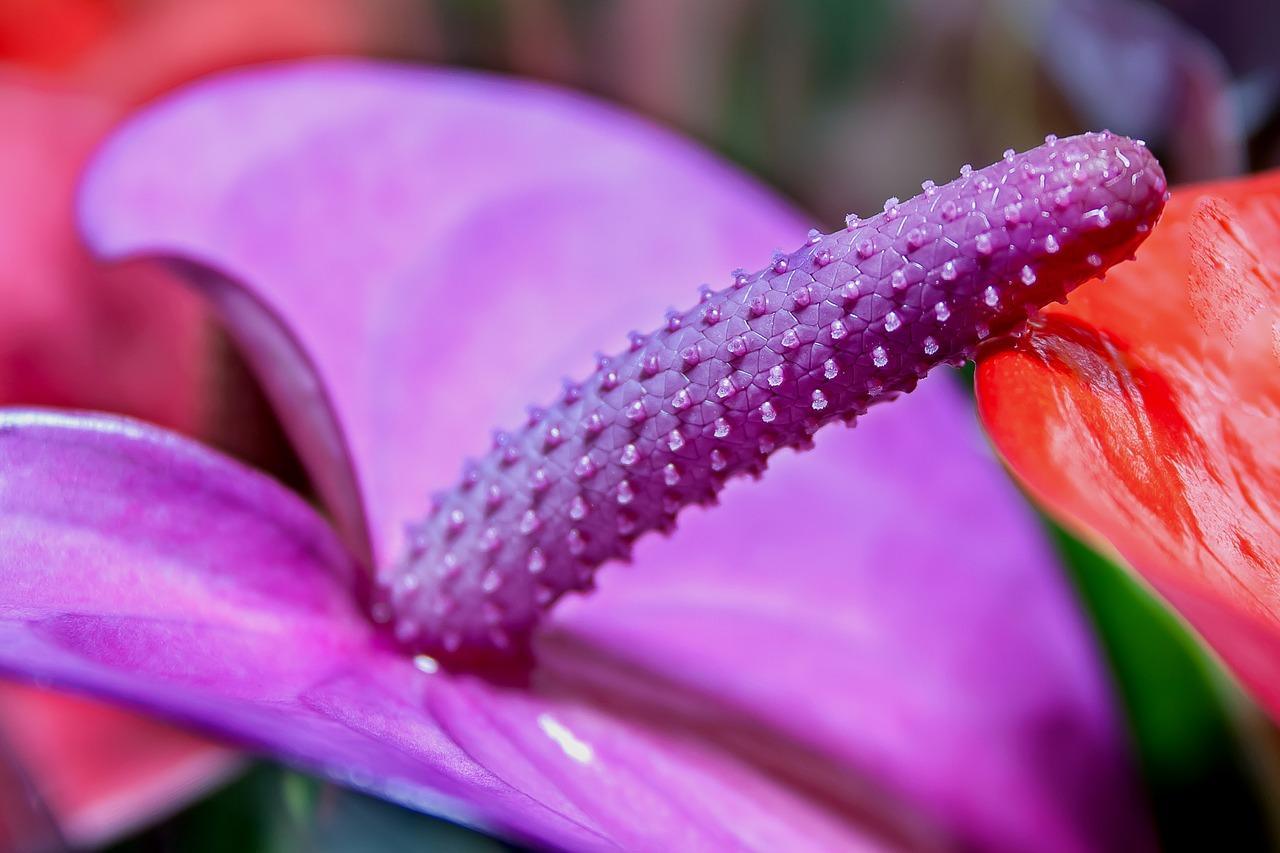 Anthurium à domicile
