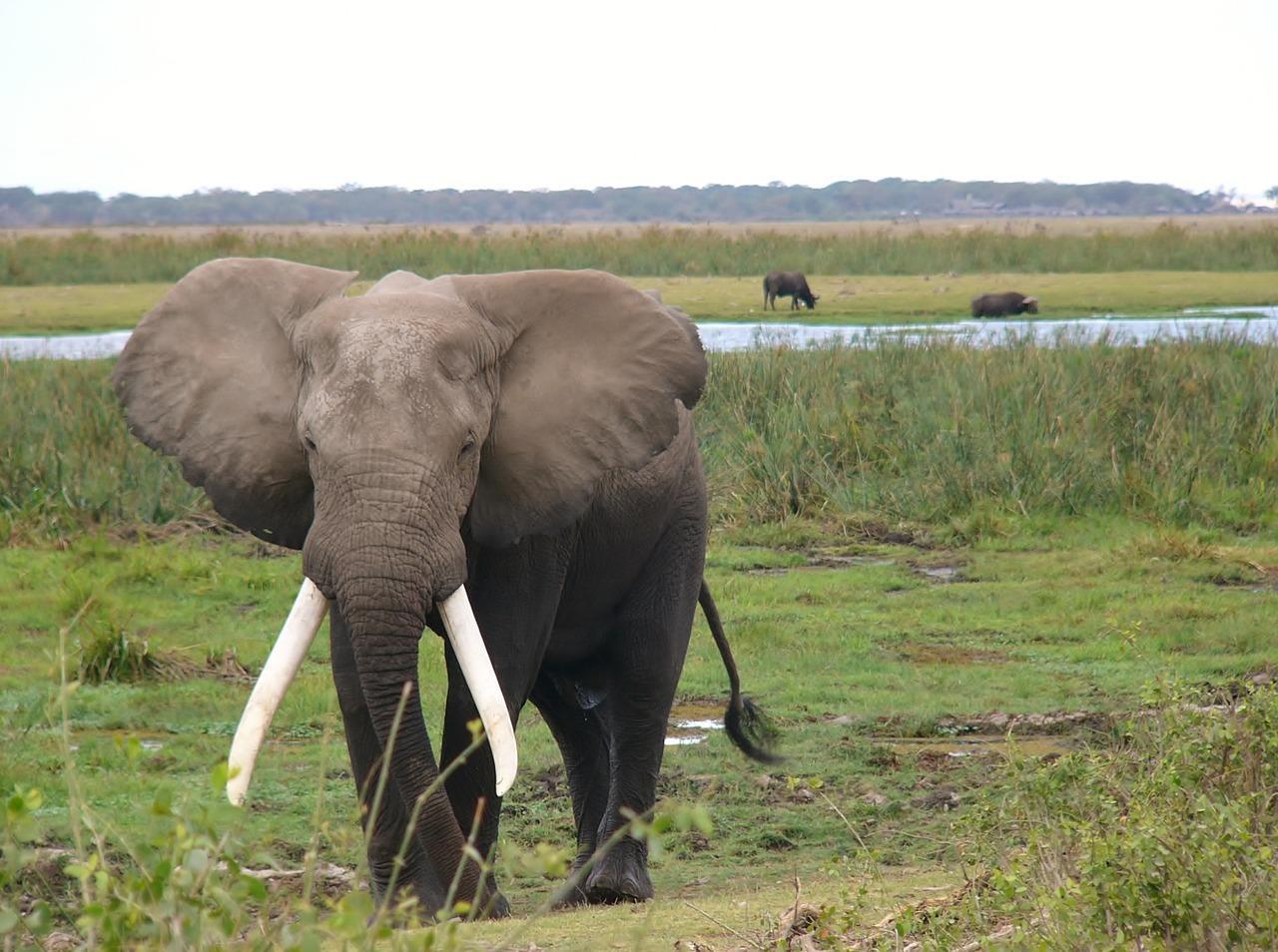 Où vivent les éléphants