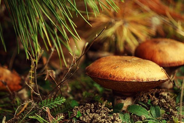 Photo beurre dans la forêt