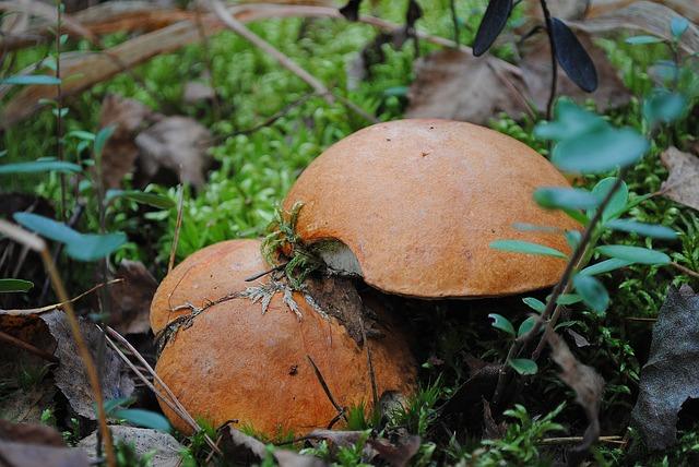 Photo beurre dans la forêt