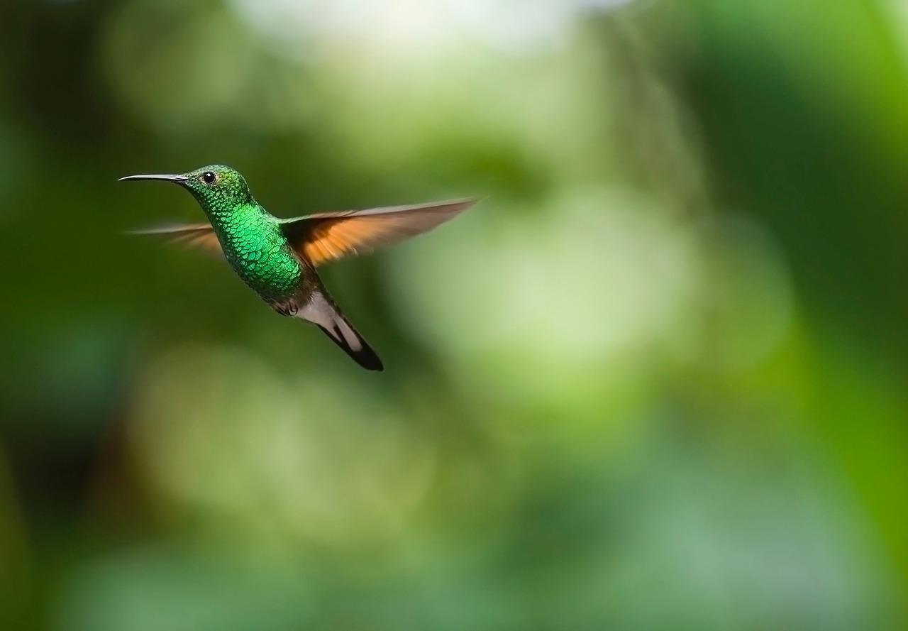 Où vivent les colibris
