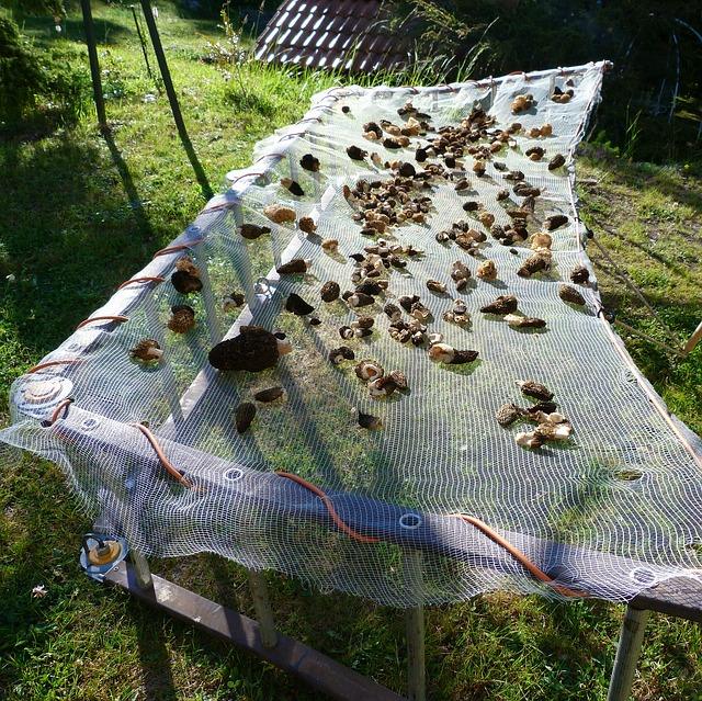 Pilztrocknung im Freien Pilztrocknung im Freien