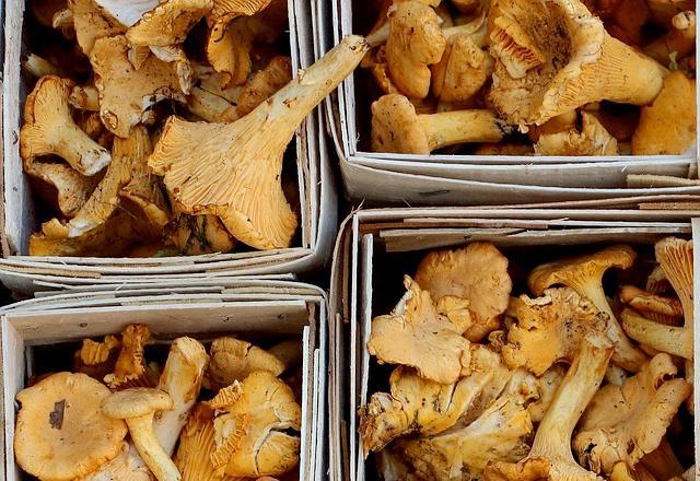 Photo de girolles fraîches Photo de girolles fraîches