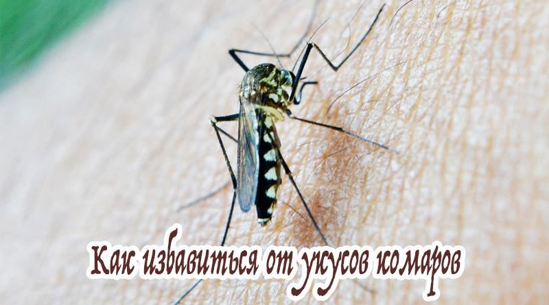 Moustique à portée de main