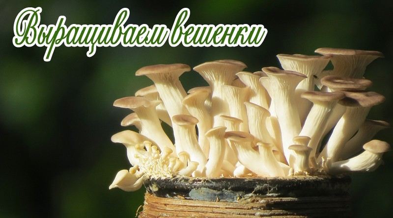 Pleurotes à la maison