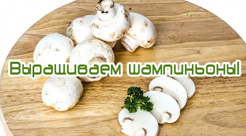 La culture du champignon à la maison