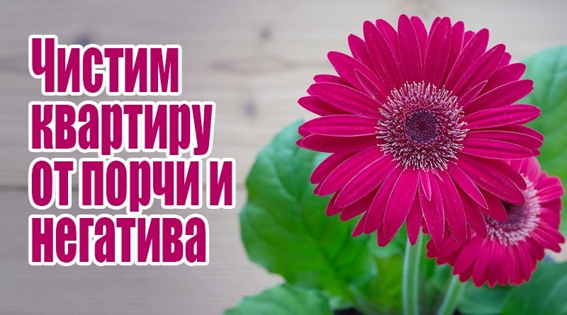 Fleurs sur la table