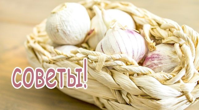 Knoblauch in einem Korb