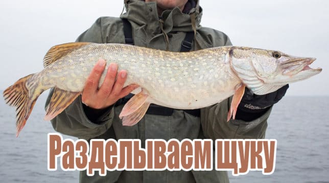L'homme tient le brochet