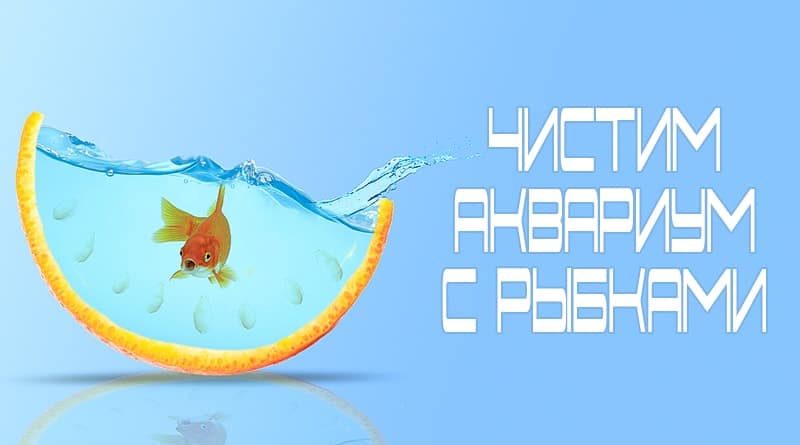 Poisson rouge