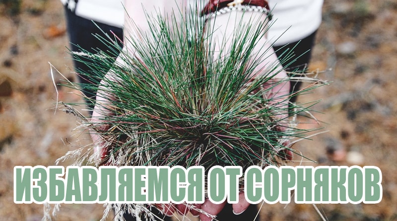 Mauvaise herbe