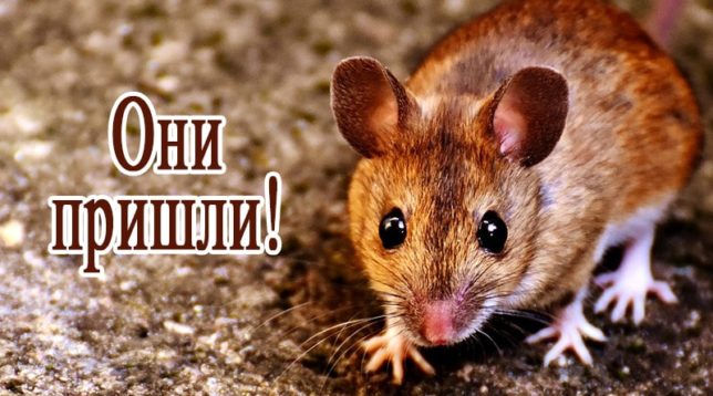 Maus schaut in Rahmen