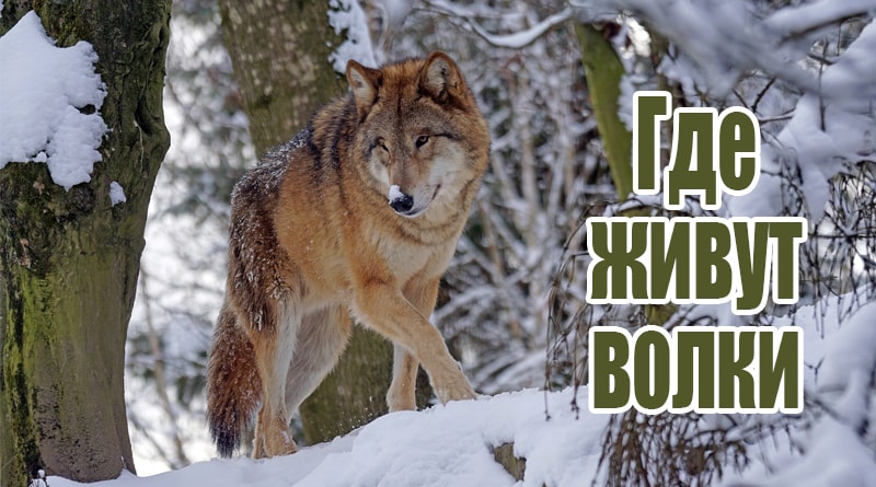 Loup dans la forêt
