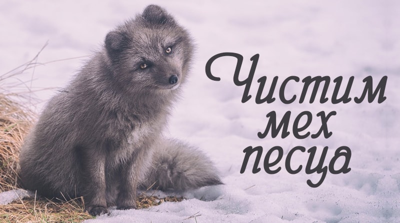 Renard gris